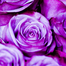 智能排序高效的网站攻击工具